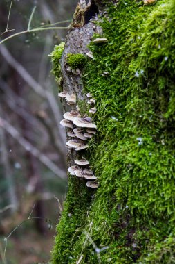 Sonbahar Ormanı Taze Yosun Kot Mantarı