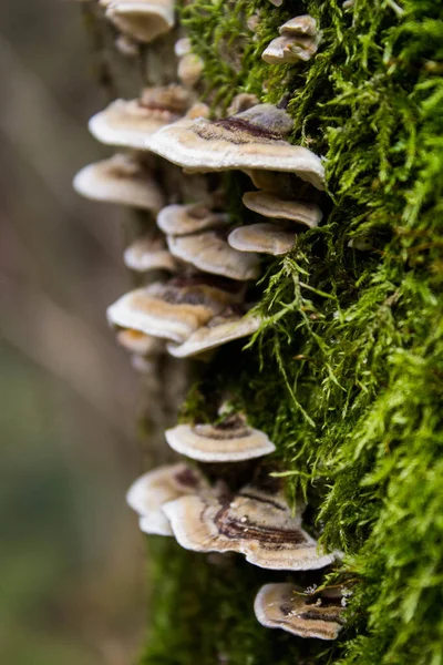 Mantar Yosun Yeşillik Sonbahar Ormanı