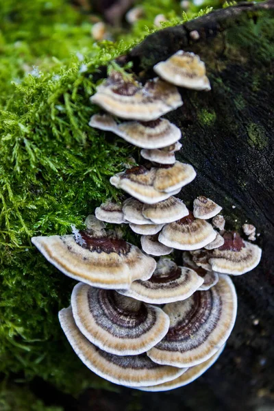 Yosun Kökleme Sonbahar Mantar Ormanı