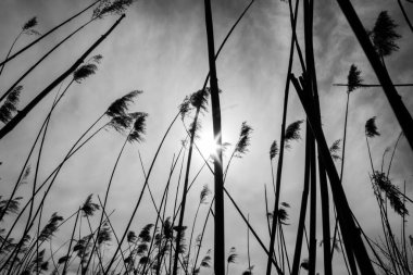 Bahar Güneşi Bulutlu Hava Rüzgarlı