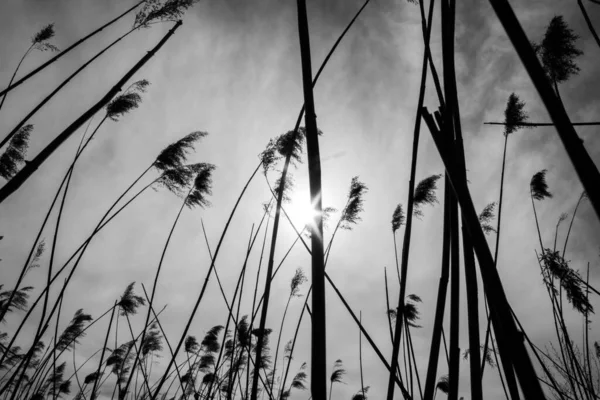 Bahar Güneşi Bulutlu Hava Rüzgarlı