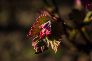 Üzüm Yaprakları Güzel bir Bahar Çiçeği Gibi