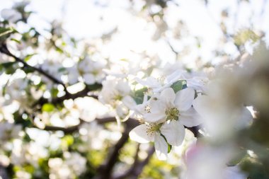 Bahar mevsimi - Güzel Çiçek Zamanı