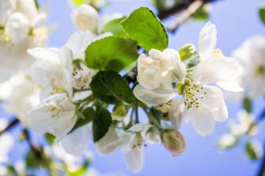 güzel elma ağacı çiçeği bahar