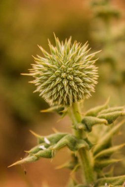 Akdeniz Kıyısındaki Türk Yerküre Dikeni