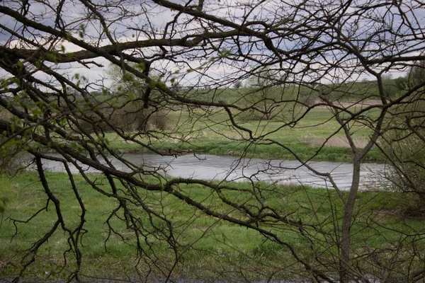 Gizemli Ağaç Dallarının Güzel Ağı