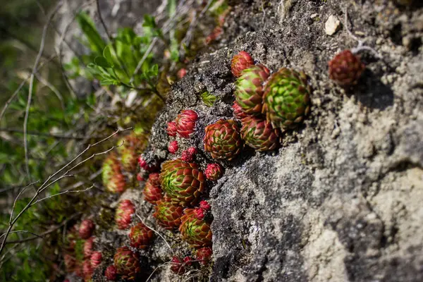 Gri Taş ve Sulu Etler