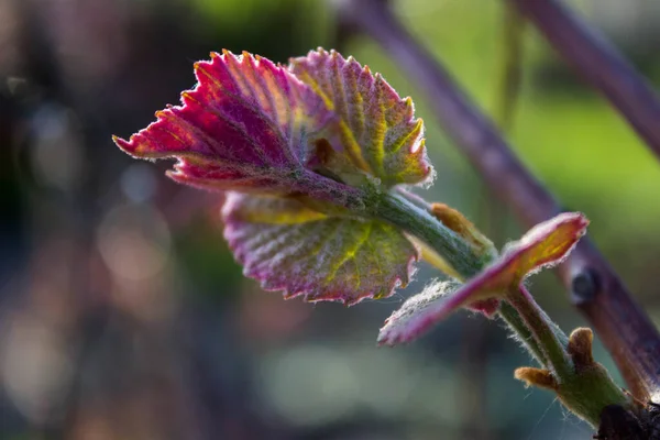 Bahar Üzüm Sarmaşığında Yeni Yapraklar