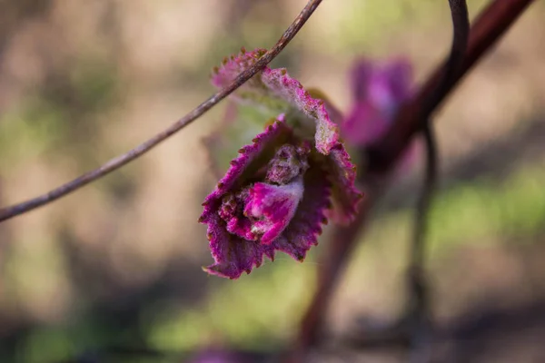 Taze Mor Üzüm Yaprakları