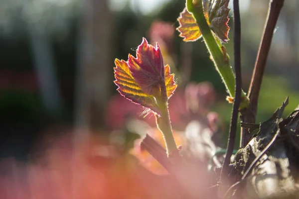 Крихітне Весняне Листя Виноградної Лози — стокове фото