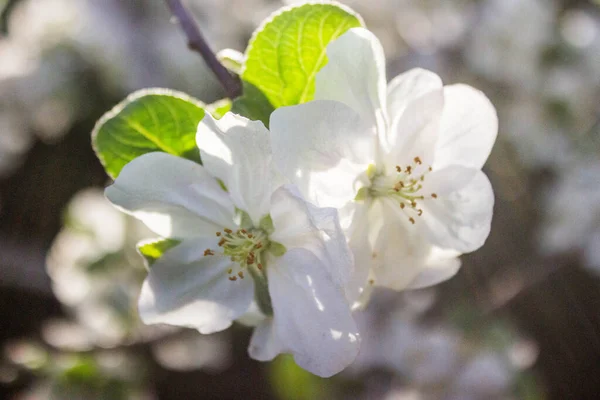 Elma Ağacının Güzel Çiçek İkizleri