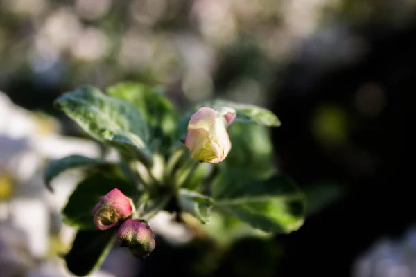 Yeşil yapraklı Pembe Elma Ağacı Tomurcukları