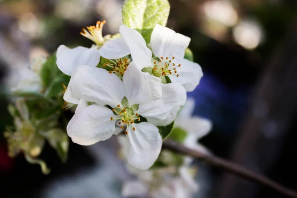 Elma Ağacı Çiçekleri