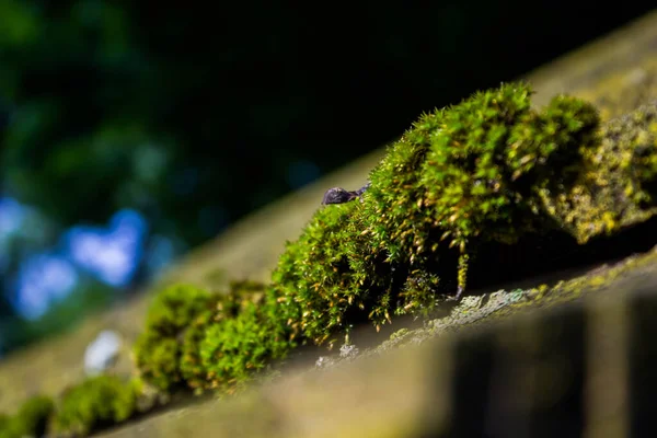 Tahta yüzeyde Taze Yeşil Yosun