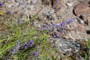 Kelebek doğal bir ortamda lavanta çiçeklerinin üzerine tünemişti..