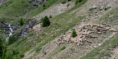 Uçsuz bucaksız yamaçlarda otlayan büyük bir koyun sürüsü..