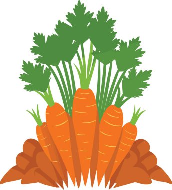 Canlı bir illüstrasyon, topraktan çıkan yemyeşil yapraklı taze turuncu havuç kümesini tasvir eder.