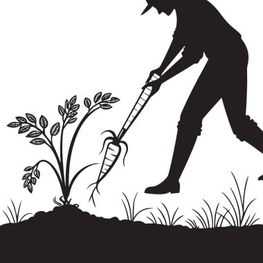 Bir siluet, verimli bahçe toprağından canlı bir havucu dikkatlice çeken yüksek kaliteli bir bahçıvanı resmediyor.