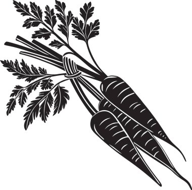 Ayrıntılı bir siyah beyaz illüstrasyon bir demet taze havuç tasvir ediyor yapraklı yeşil üst yüksek kaliteli