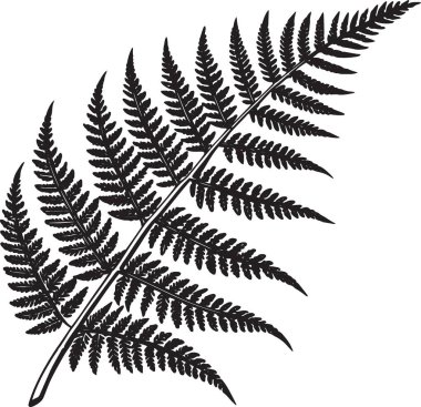 Detaylı broşürler ve eğri bir gövde içeren tek bir eğreltiotu yapraklarının gerçekçi siyah bir botanik çizimi..