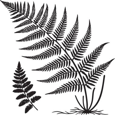 Kökleri olan büyük bir eğreltiotu bitkisini içeren siyah mürekkep botanik çalışması ve ayrı bir ön uç örneği..