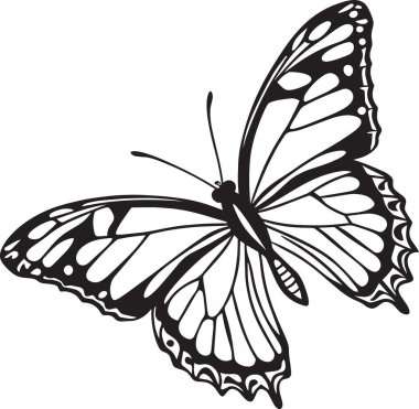 Uçuşta ayrıntılı kanat desenleri olan, doğa ve dekoratif tasarım projeleri için mükemmel bir kral kelebeği çizimi.