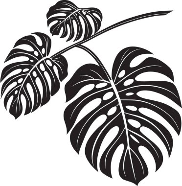 Belirgin yarıkları ve delikleri olan bir canavar yaprağının siyah ve beyaz vektör silueti, tropikal ve botanik temalı tasarımlar için ideal.