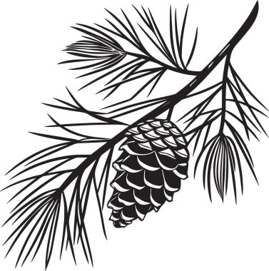 İğneler ve kozalaklı bir çam ağacının siyah siluet vektörü, doğa, kış, Noel ve botanik tasarım temaları için ideal.