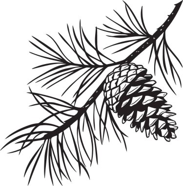 Uzun iğneli bir dalda toplanmış kozalakların detaylı vektör çizimi botanik baskılar, doğa dekoru ve mevsimsel sanat eserleri için idealdir.