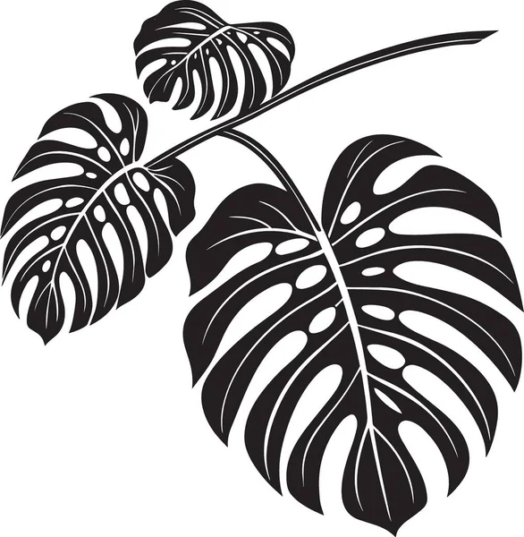 Belirgin yarıkları ve delikleri olan bir canavar yaprağının siyah ve beyaz vektör silueti, tropikal ve botanik temalı tasarımlar için ideal.