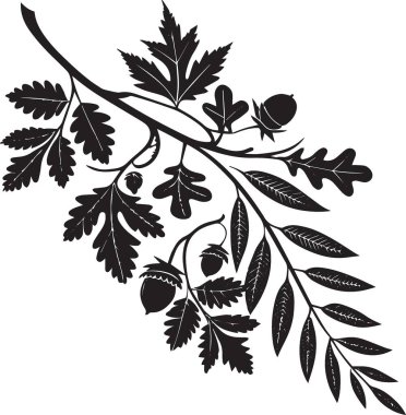 Meşe ağacı dallarının siyah ve beyaz vektör silueti. Doğayı ve sonbahar hasadını temsil eden yapraklar ve palamutlarla.