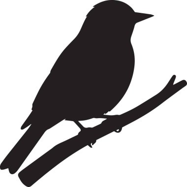 Bir ötücü kuşun siyah vektör silueti ayrıntılı sanatsal tarzda bir ağaç dalına tünemiş.