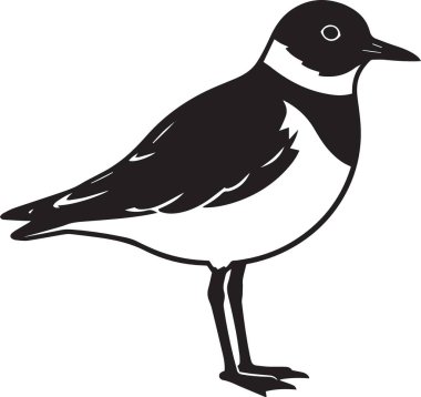 Ayrıntılı işaretlerle ayakta duran bir yağmurkuşu siyah ve beyaz vektör çizimi