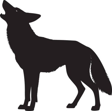 Bir kurdun siyah siluet vektörü ya da çakal uluması vahşi yaşam ve vahşi yaşam için mükemmel bir tasarım.