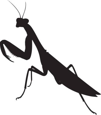 Beyaz arka planda izole edilmiş, detaylı profil görünümlü peygamber devesi böceğinin siyah vektör silueti. Doğa, böcekbilim ve vahşi yaşam temalı tasarım projeleri için idealdir..