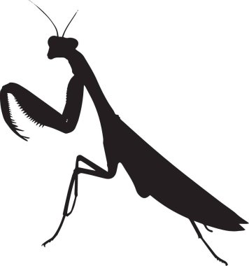 Beyaz arka planda izole edilmiş, detaylı yan görünüşlü peygamber devesi böceğinin siyah vektör silueti. Entomoloji, doğa ve vahşi yaşam temalı tasarımlar için ideal..