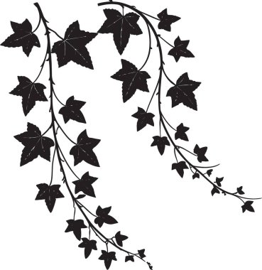 Asılı sarmaşık dallarının siyah beyaz vektör silueti