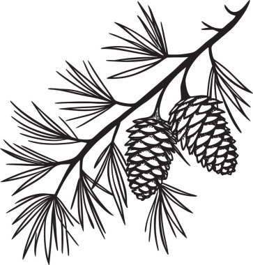 İğneler ve çam kozalakları olan bir çam ağacının siyah ve beyaz çizimi