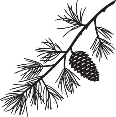 Ayrıntılı iğnelerle daldaki çam kozalağının siyah beyaz vektör botanik çizimi