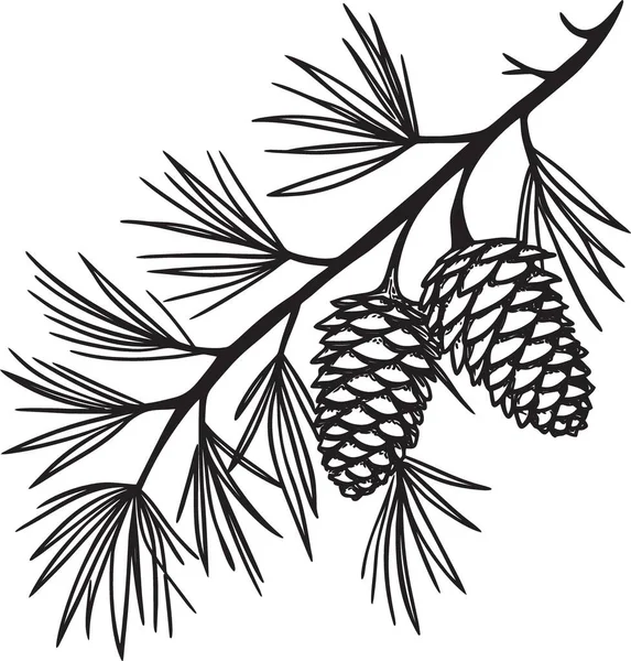 İğneler ve çam kozalakları olan bir çam ağacının siyah ve beyaz çizimi