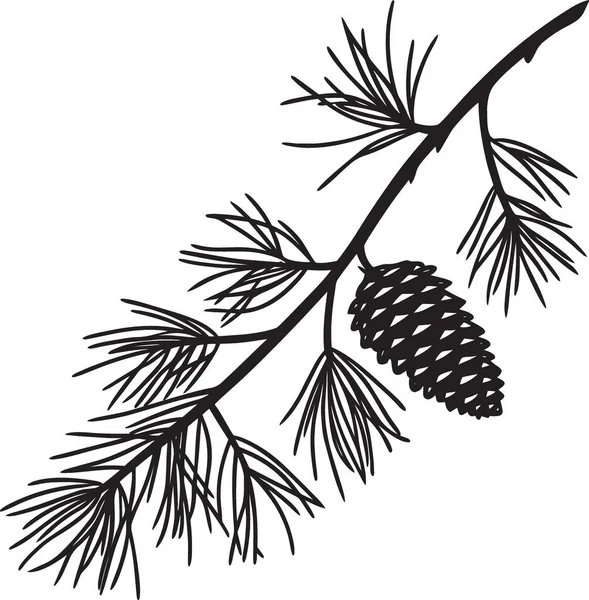 Ayrıntılı iğnelerle daldaki çam kozalağının siyah beyaz vektör botanik çizimi