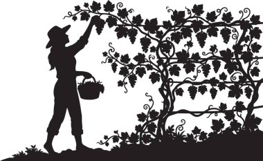 Bir anne ve çocuğun siyah ve beyaz vektör silueti bahçedeki bir sarmaşıktan veya ağaçtan sepetle meyve topluyor.