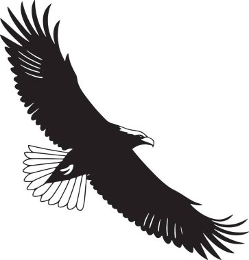 Majestic eagle in flight with large wings spread wide open