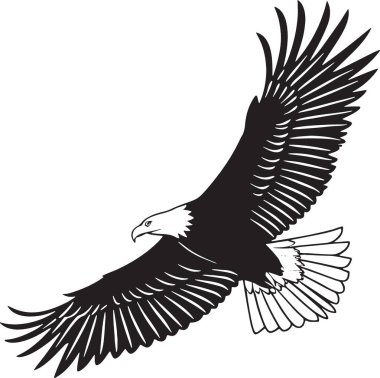 Kartal gökyüzünde uçuyor ve süzülüyor