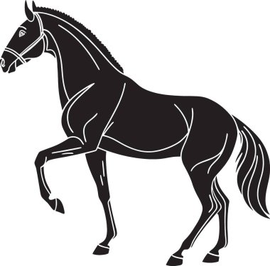 Proud horse standing in a walking position isolated on white background silhouette