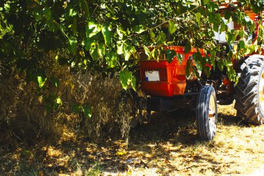 Yaşlı, paslı Turuncu Tarım Traktörü Ağaç Yeşilliği Altında