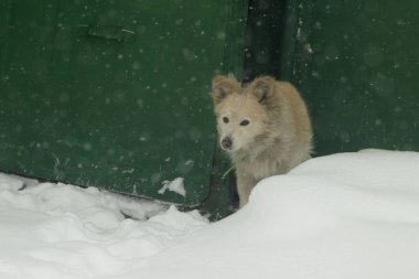 Pasaklı açık kahverengi köpek kar yağışı sırasında yeşil metal bir kapıdan dışarı bakıyor.