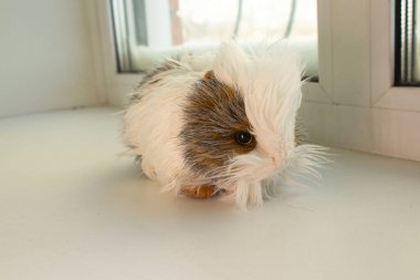 Beyaz Pencere Pervazındaki Uzun Saçlı Habeş Gine Domuzu 'nun Yakın Çekimi