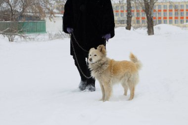 Kara Kürklü Kıdemli Kadın Karlı Yol 'da Köpekle Yürüyor