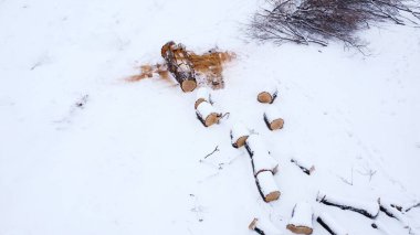 Kışın orman zemininde karla kaplı taze kesilmiş çam kütükleri.